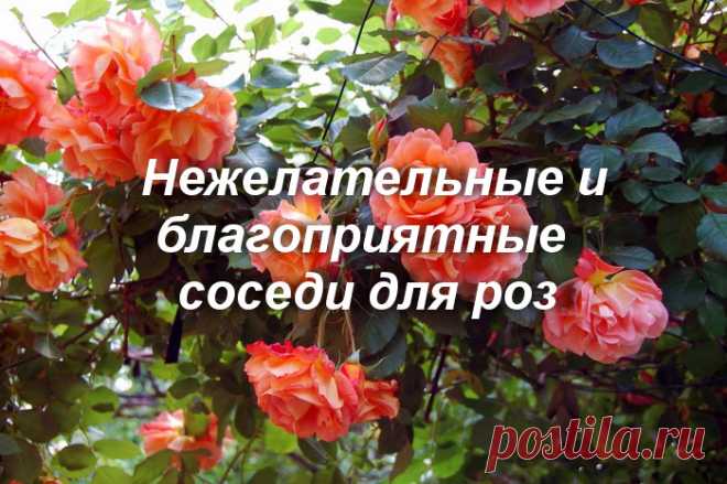 Роза: что нельзя и можно сажать рядом? Худшие и хорошие соседи для королевы цветов