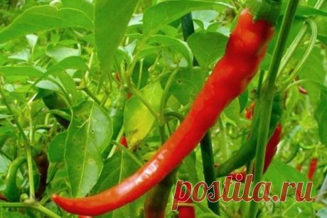 Врачи никогда не скажут вам это: вылечите щитовидную железу благодаря всего одному ингредиенту!