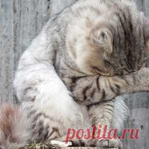 Как помыть кота, чтобы ни он, ни вы не пострадали - МирТесен
