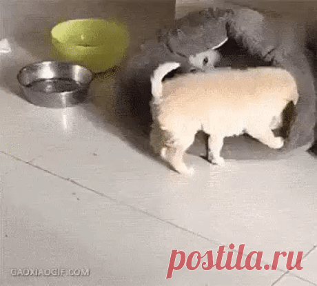 Это для меня купили !
 Ага! Щас!...