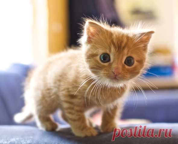 Первые шаги котёнка в вашем доме | PetTips