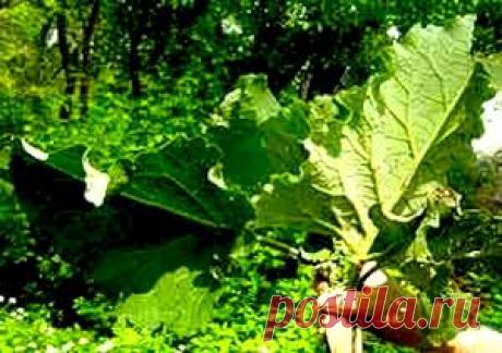 Отложение солей в суставах – как выгнать соли из организма | За Здравие: методы лечения народными средствами в домашних условиях от Захара Олеговича Журавлева