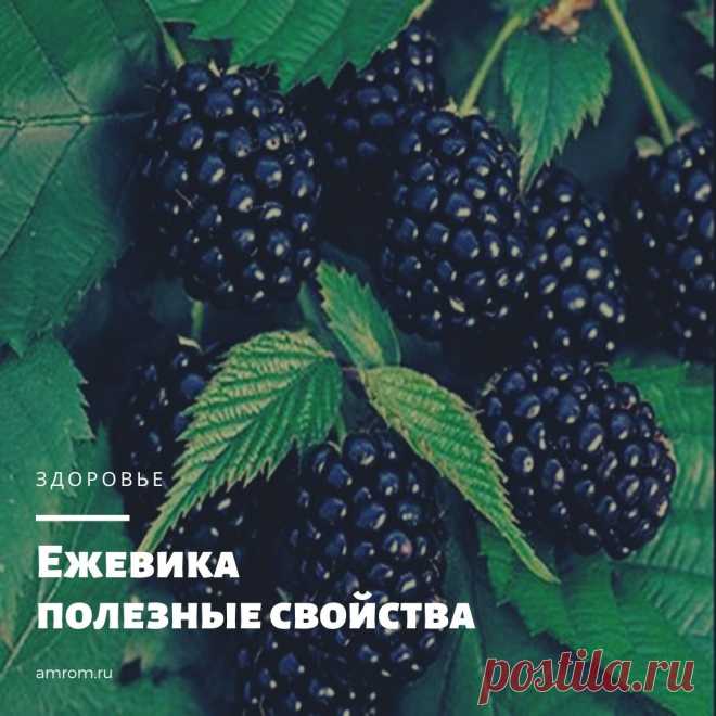 Ежевика представляет собой многолетний кустарник, растущий в диких условиях и на участках садоводов. По составу и полезным свойствам ежевика не уступает малине, а в чем-то даже превосходит ее.