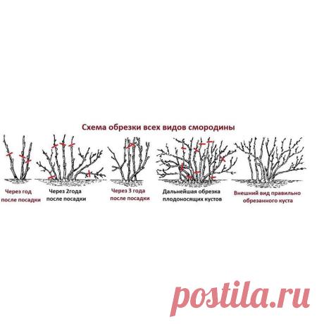 (1) Огород и дача.