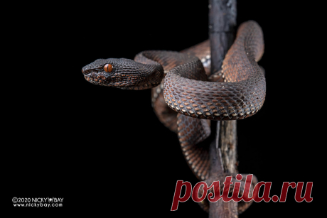 Mangrove pit viper (Trimeresurus purpureomaculatus) - DSC_7192 www.nickybay.com