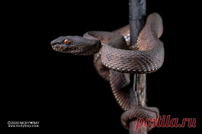 Mangrove pit viper (Trimeresurus purpureomaculatus) - DSC_7192 www.nickybay.com