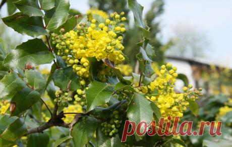 Магония – неколючий родственник барбариса. Выращивание, посадка и уход. Фото - Ботаничка.ru