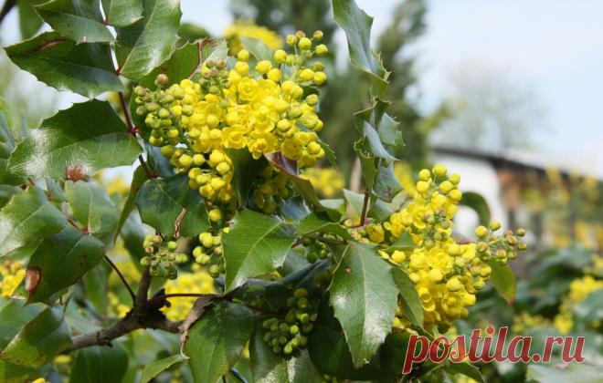Магония – неколючий родственник барбариса. Выращивание, посадка и уход. Фото - Ботаничка.ru