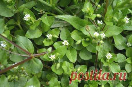 мокрица сорняк?