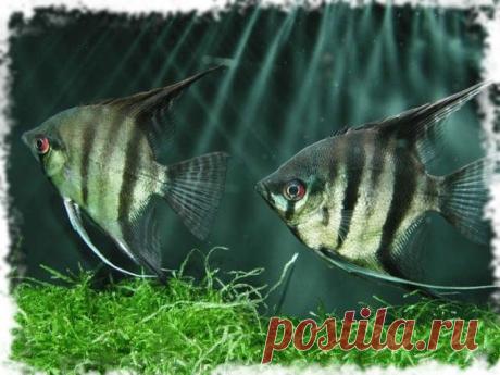 Популярные аквариумные рыбки