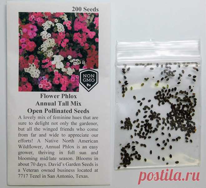 Amazon.com : David's Garden Seeds Flower Phlox Annual Tall Mix AL8224 (Multi) 200 Open Pollinated Seeds : Garden & Outdoor