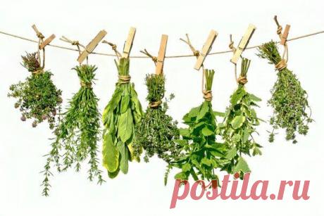 Считалка-напоминалка народного лекаря / Женское счастье!