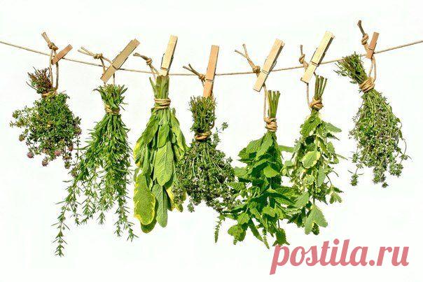 Считалка-напоминалка народного лекаря / Женское счастье!