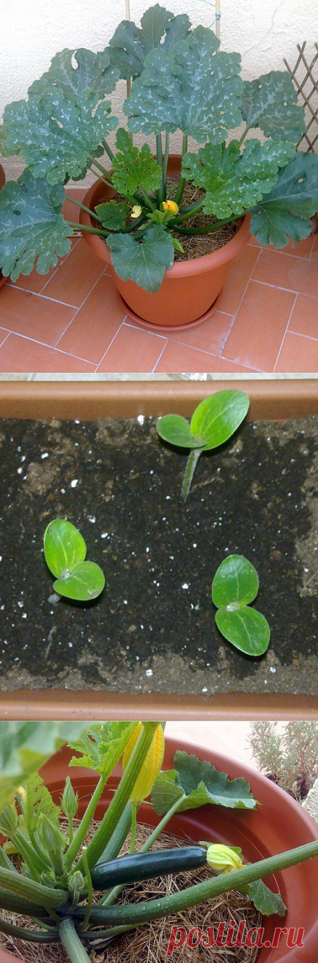 Organic container gardening: Growing Zucchini (Courgettes) in Pots