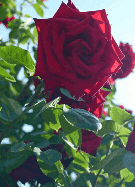 ПРЕКРАСНАЯ РОЗА ДЛЯ МОИХ ДРУЗЕЙ