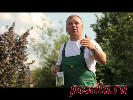 Секреты выращивания вкусной голубики - YouTube