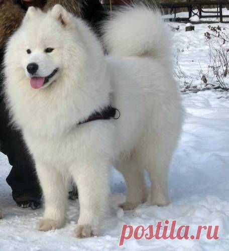 :: Самоеды :: Породный сайт ::