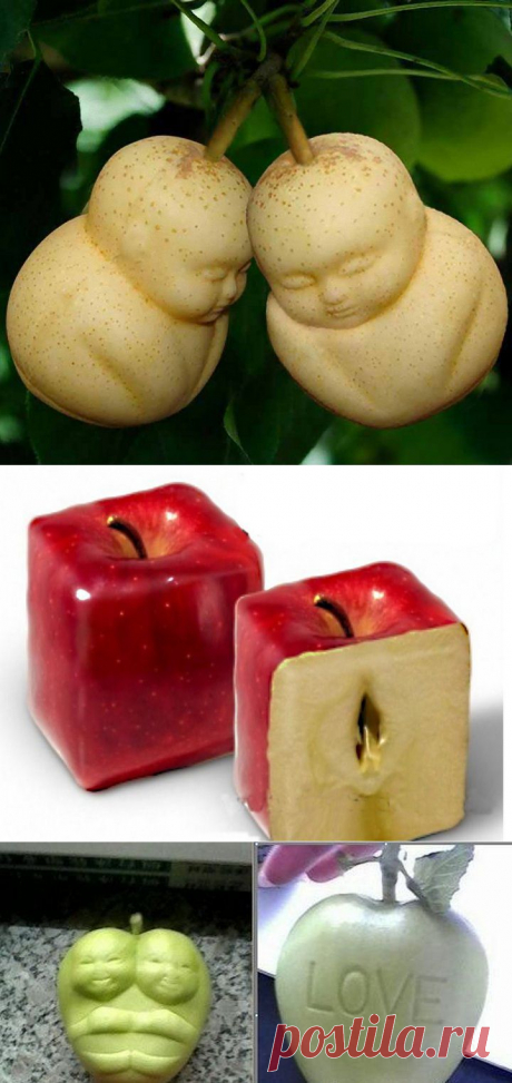 Китайские фруктово-овощные модификации | Блог За городом