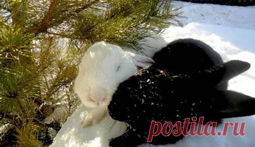 Случка кроликов или спаривание кроликов Для того, чтобы спаривание кроликов прошло успешно, необходимо осуществлять так называемую подготовку к спариванию кроликов. Для этого приблизительно за пару недель до начала самой случки вам необх…