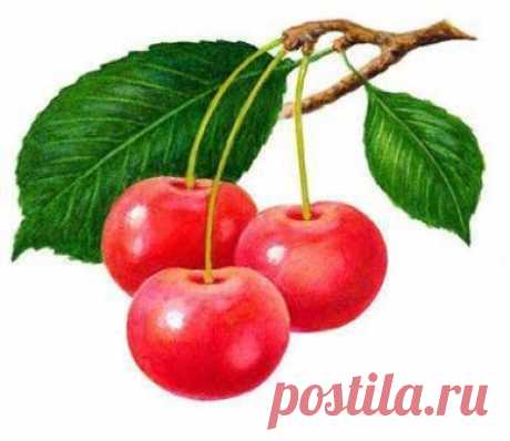 Какие сорта вишни посадить на даче