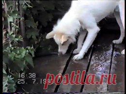 Видео в рубрике: "Наши домашние животные"