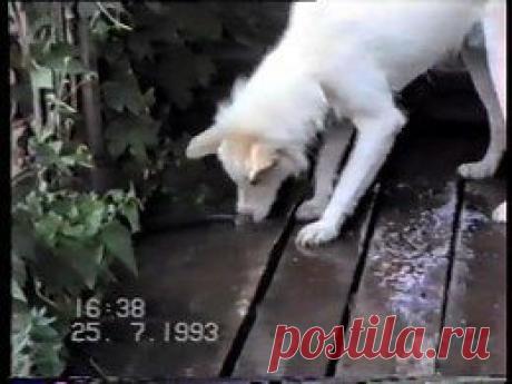 Видео в рубрике: &quot;Наши домашние животные&quot;