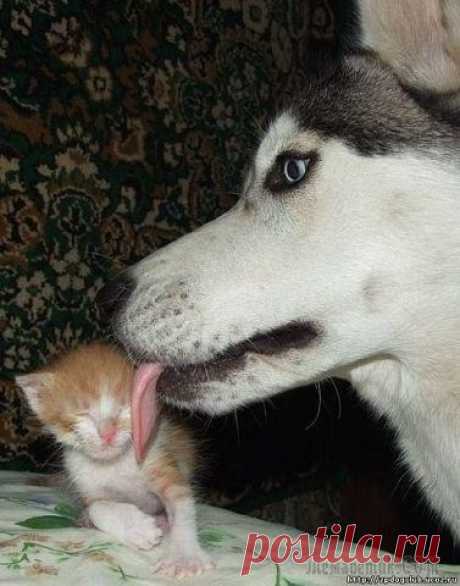 Почему кошка пришла именно к вам