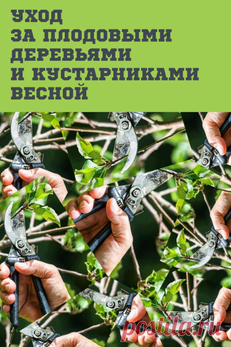 Каждый садовник ежегодно сталкивается с проблемой весенней подготовки сада после зимы.Обсудим основные этапы подготовки сада, а также поговорим о проблемах и их решении.