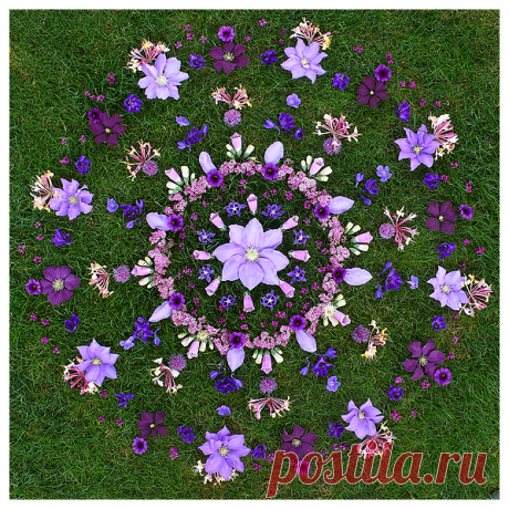 Clematita - Google Search