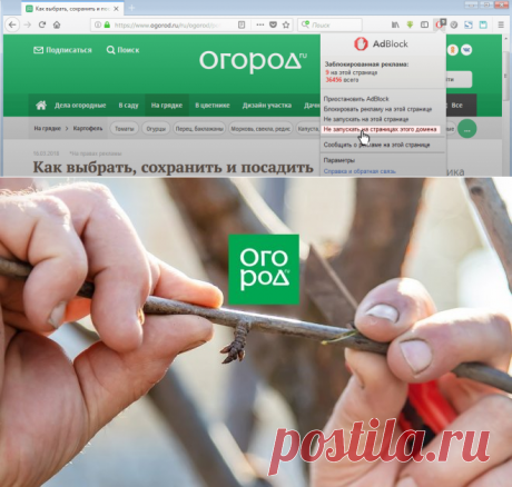 На какую ветку делается прививка дерева | В саду (Огород.ru)