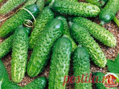 Сорта огурцов

Число районированных сортов и гибридов огурца с каждым годом увеличивается.
Перечислим наиболее перспективные из них, которые можно выращивать в открытом и защищенном грунте:

  Герман - самый популярный, суперранний (38-40 дней), супервысокоурожайный гибрид. Плоды крупнобугорчатые, однородной цилиндрической формы, длиной 9-11 см, без горечи. Рекомендуется для выращивания в открытом и защищенном грунте. Предназначен для употребления в свежем виде и переработ...