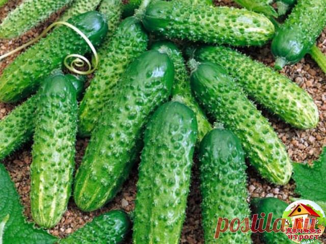 Сорта огурцов

Число районированных сортов и гибридов огурца с каждым годом увеличивается.
Перечислим наиболее перспективные из них, которые можно выращивать в открытом и защищенном грунте:

  Герман - самый популярный, суперранний (38-40 дней), супервысокоурожайный гибрид. Плоды крупнобугорчатые, однородной цилиндрической формы, длиной 9-11 см, без горечи. Рекомендуется для выращивания в открытом и защищенном грунте. Предназначен для употребления в свежем виде и переработ...