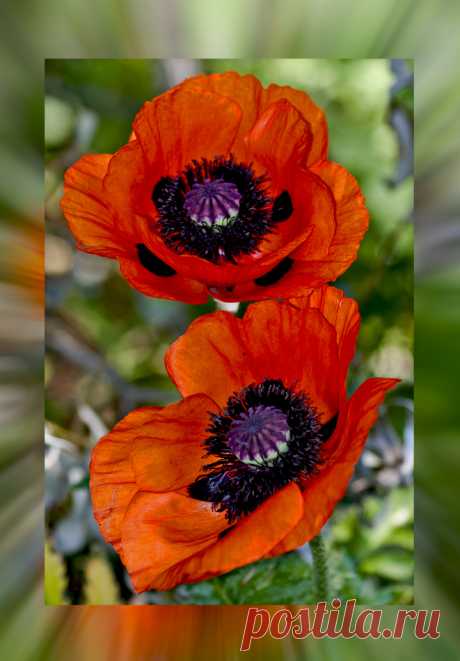 Red all over - изображения и фото из мака - фотография (25525623) | Community Photo