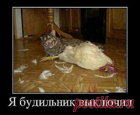 (17) Одноклассники