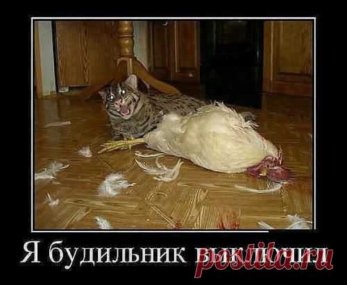 (17) Одноклассники