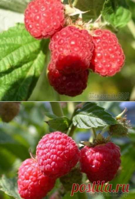 Малина: как продлить удовольствие