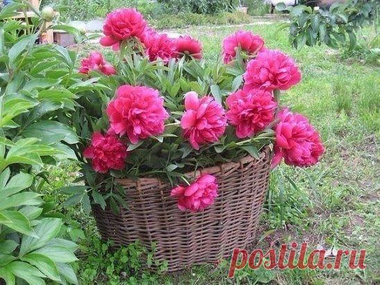 Почему не цветут пионы?
Берём на заметку и сохраняем себе в копилочку!
Роскошное цветение пионов каждую весну украшает сады вокруг наших загородных домов.Оформление цветущих пионов.
Недаром эти цветы в древности были любимцами китайских императоров — душистые, яркие их шапки поражают воображение!
При этом пионы неприхотливы и, правильно посаженные, растут и цветут до 100 лет на одном месте. Самые подходящие цветы для посадки у любимого загородного дома!
Однако начинающие цветоводы нередко ж