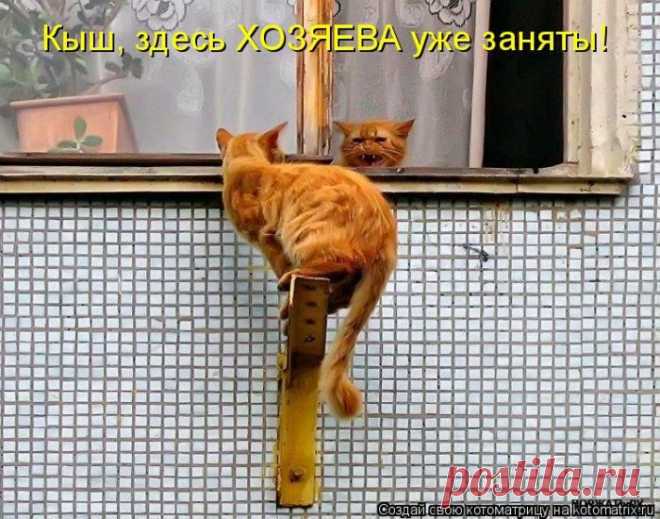 Сложно все (котоматрица) | Обхохочешься