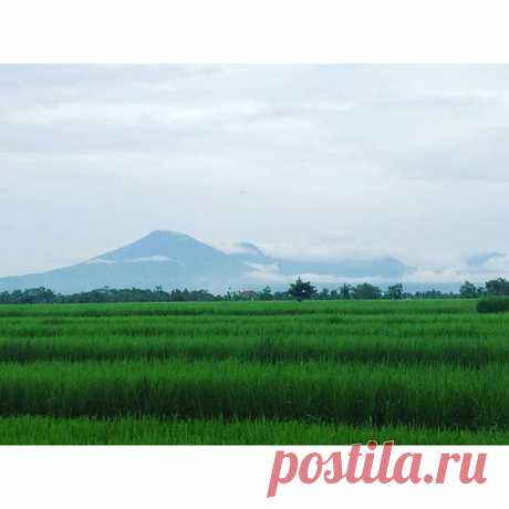 Бали. Обычный вид на поля и вулканы. Ничего особенного)) #школасерфинга #серфкемпнабали #серфбали