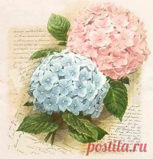 как нарисовать цветы гортензии в вазе: 17 тыс изображений найдено в Яндекс.Картинках