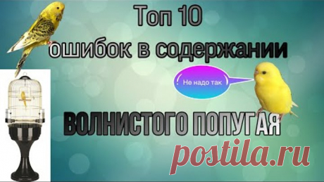 Топ 10 ошибок содержании волнистого попугая