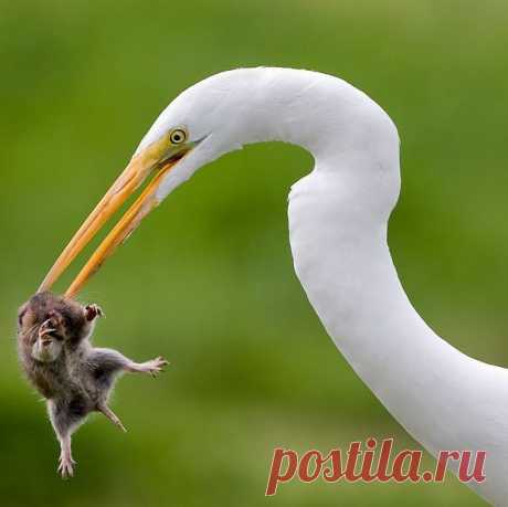 Потрясающие фотографии разборок диких животных | Дай лапку