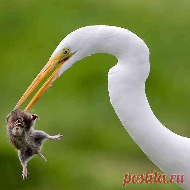 Потрясающие фотографии разборок диких животных | Дай лапку