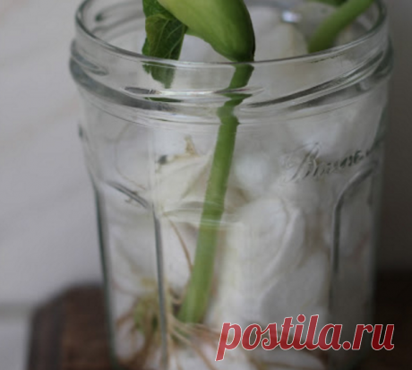 Почему нельзя пылесосить без ватного шарика в мешочке? Для меня это стало открытием…