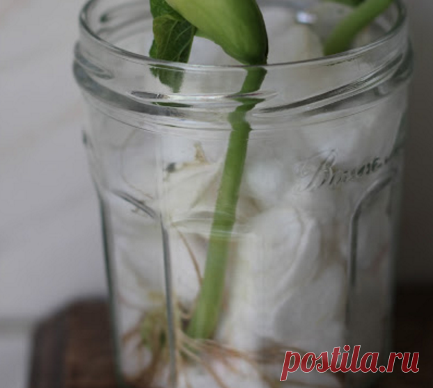 Почему нельзя пылесосить без ватного шарика в мешочке? Для меня это стало открытием…