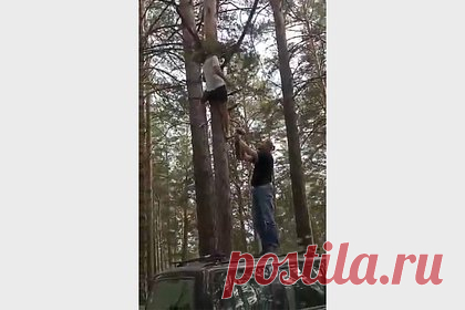 В Барнауле спасли выпавшего из гнезда совенка. Жители Барнаула спасли совенка, который случайно выпал из гнезда. Выпавший птенец совы неясыти бродил по лесу в одиночку, когда его заметила семья барнаульцев. Местные жители вместе с другой супружеской парой соорудили гнездо из сосновых веток и подвесили новое жилище птицы на дереве, после чего его забрала мать.