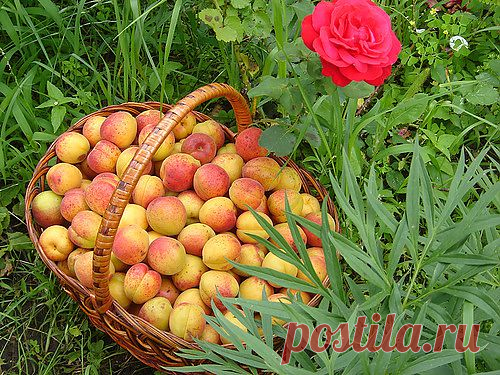 Фрукты с сада