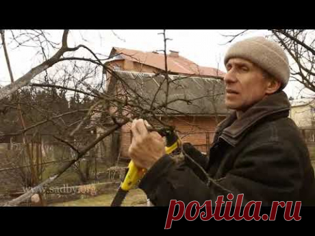 Слива с поникшими ветвями: обрезка. Урок 17 видеокурса "Обрезка плодовых деревьев" ©