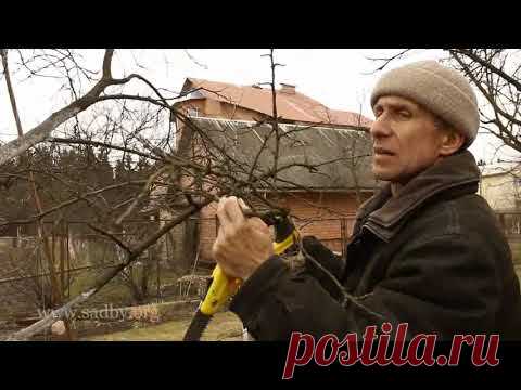 Слива с поникшими ветвями: обрезка. Урок 17 видеокурса 