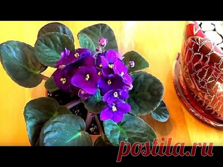10 эффективных способов избавиться от мошек в цветочных горшках. Комнатные растения.